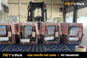 Dịch vụ vận chuyển Thú cưng PetVina