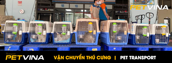 Vận chuyển mèo về Việt Nam